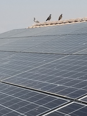 solar panels with pigeon nesting problem